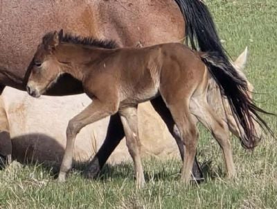 Paddys Gin ACDC JW <BR>AQHA PENDING